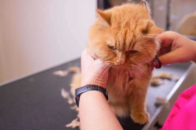 Cat grooming in pet beauty salon. The wizard uses the scissors for trimming tail.