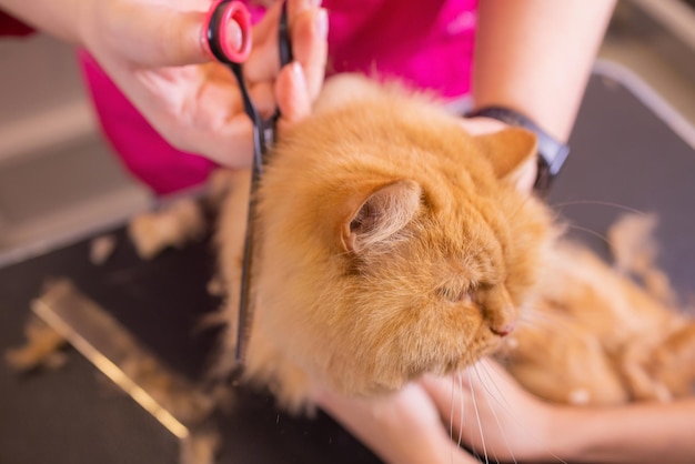 Toelettatura del gatto nel salone di bellezza per animali domestici il mago usa le forbici per tagliare la coda