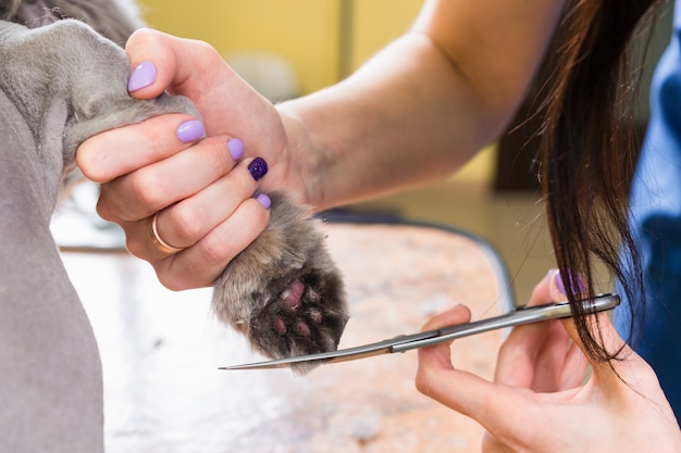 Cat grooming in pet beauty salon.