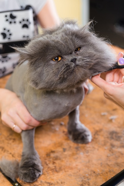 애완 동물 미용실에서 손질하는 고양이.