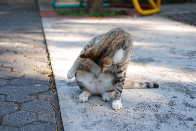 Cat on the ground in the garden at thailand selective focus