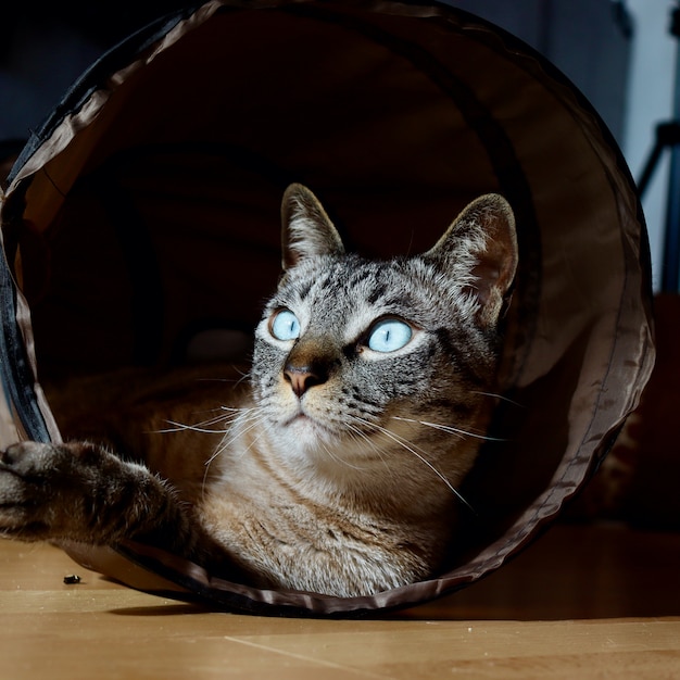 Cat on the ground looking through his tunnel