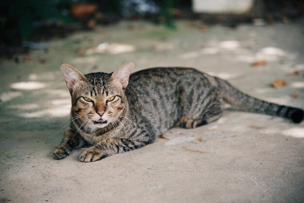 閉じた目で地面に座っている猫