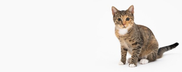 Photo the cat has sat down and watches the surroundings with wide eyes ready to see whats going on cats ears sticking out the cat sat down in the sphinx position panoramic frame