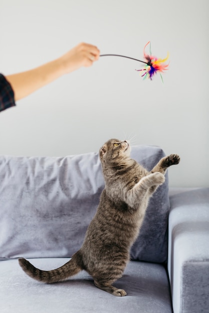 Photo cat having fun with toy on sofa