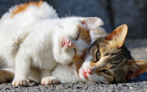 The cat and her kitten lie on the ground in the sun.