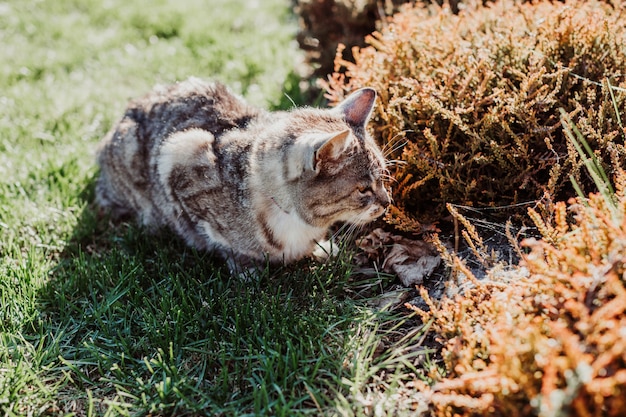 Cat hides in bushes on plot of house, hunting for birds