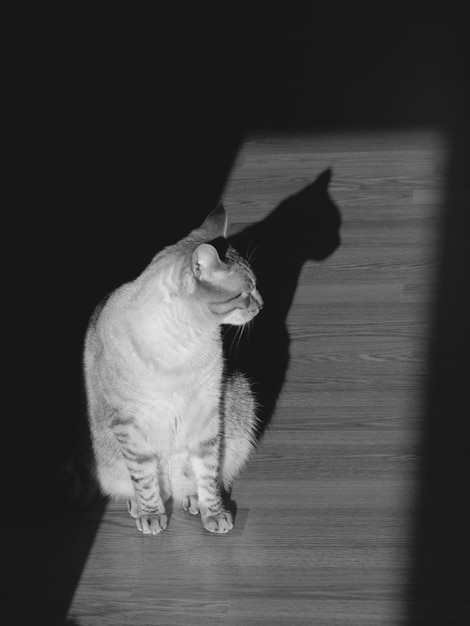 강한 빛 아래 고양이와 그의 그림자 내면의 평화를 위한 개념적 흑백 사진