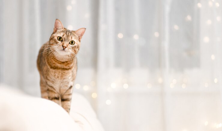 Photo ソファの上の家のクリスマスの雰囲気の猫は注意深く見えます