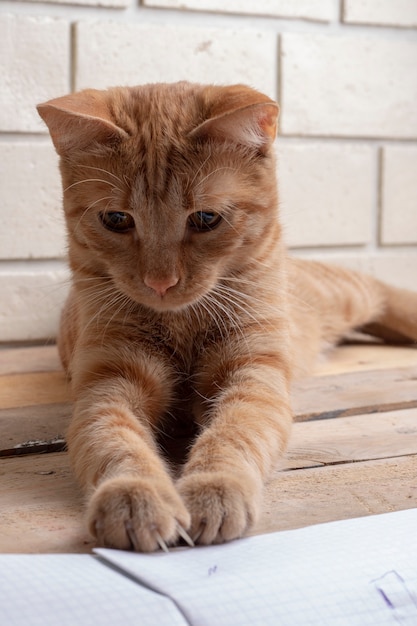 Foto gatto a casa che gioca stando seduti