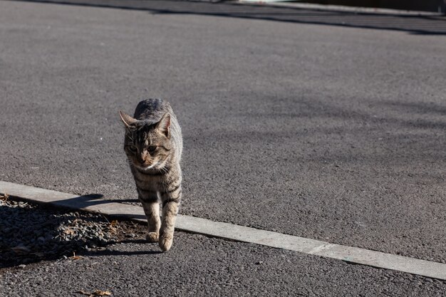 Foto gatto senza casa