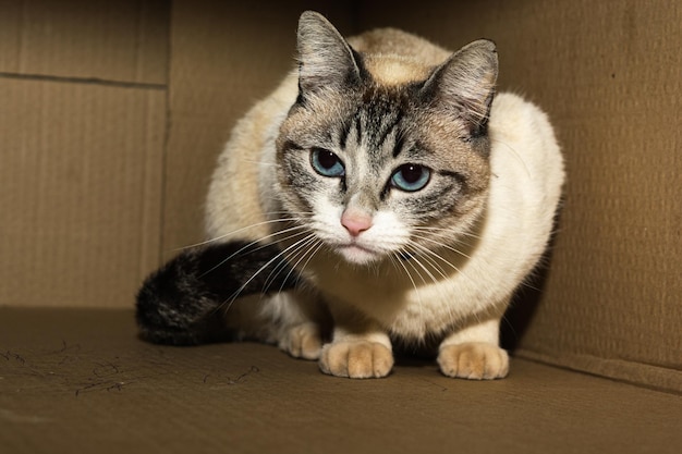 Cat huddled inside a cardboard box afraid and hiding from something or someone