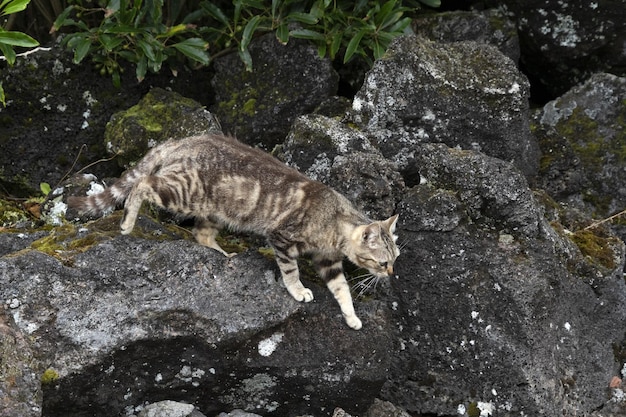 野生の猫ハンター狩り