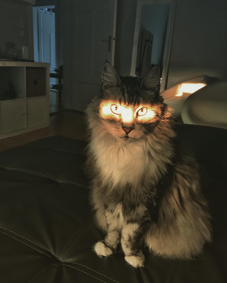 Photo cat in illuminated room