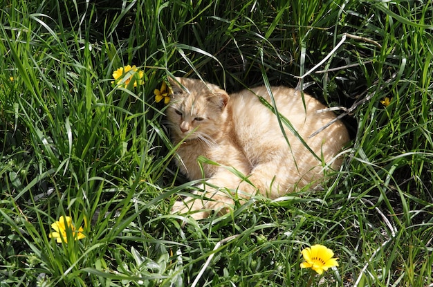 写真 田んぼの猫