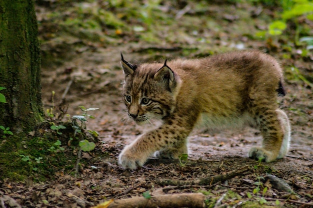 写真 森にいる猫