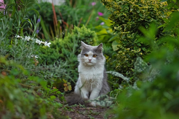 春の色とりどりの庭の猫猫が庭に座っている自然の中で日光浴をしている夏の花の中でかわいい子猫