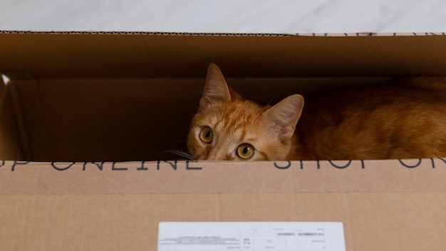 Cat in box Levering en verhuisconcept