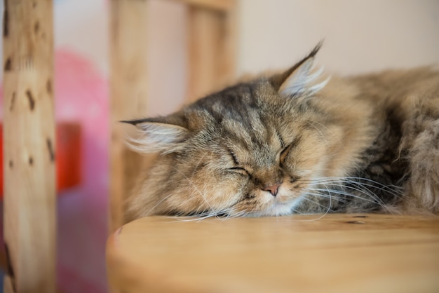 写真 カフェの猫