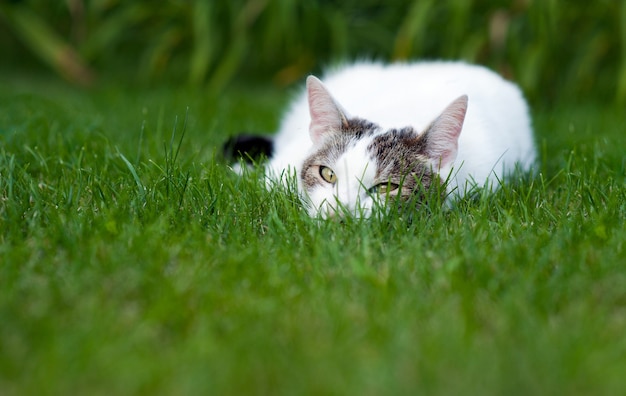 写真 庭の猫