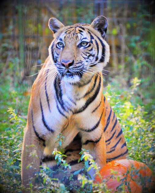 写真 動物園の猫