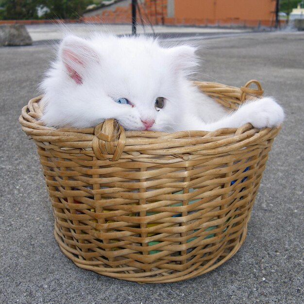 Photo cat inside basket