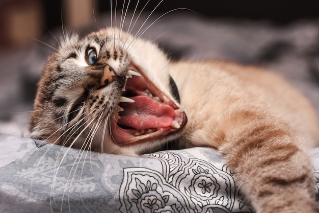 Foto il gatto è arrabbiato