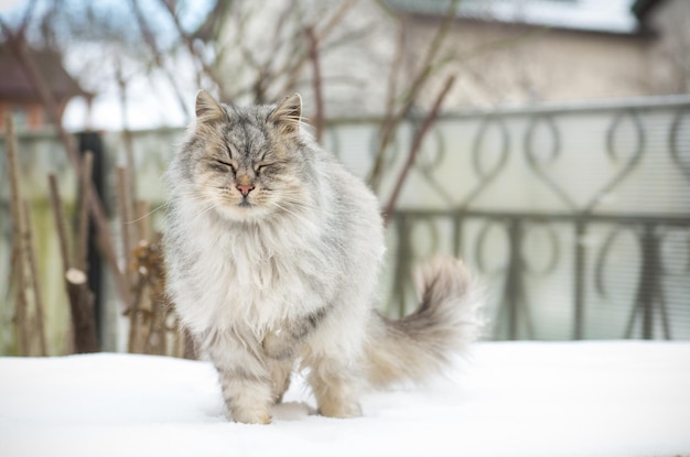 The cat is beautiful cute fluffy gray in color walks outdoors in winter