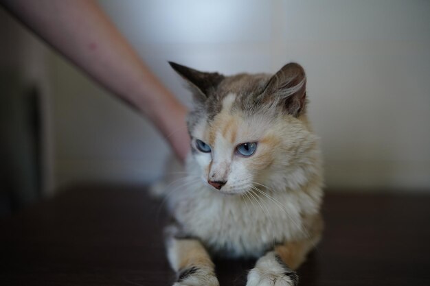 A cat is being petted by a person.