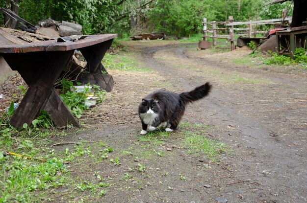 The cat is black and white on the ground.