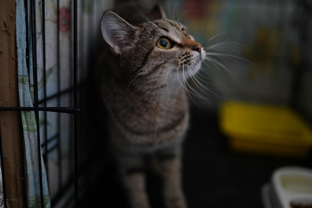 A cat is in a cage and looks up at the camera.