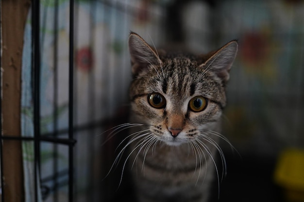 壁に花が飾られた檻の中に猫がいます。