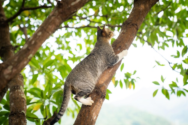 The cat is climbing a tree.