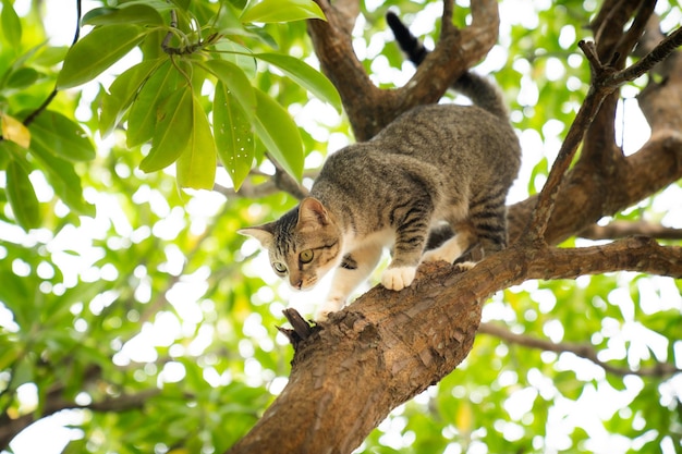 Кот взбирается на дерево.