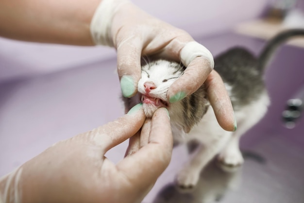 The cat is examined by a veterinarian Examining a cat's teeth with gloves