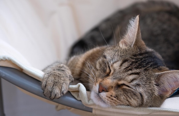 Il gatto dorme profondamente su un tappeto di iuta