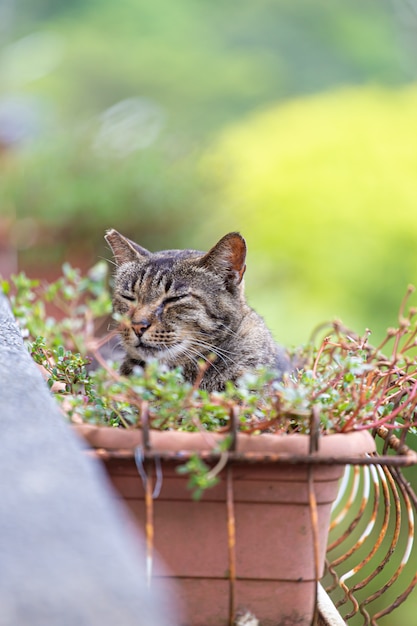 猫は涼しくするために植木鉢にいます。