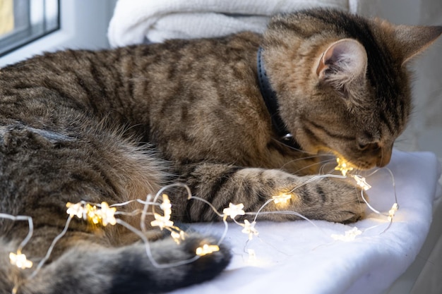 고양이가 LED 화환의 전선을 갉아 먹고 있습니다. 애완 동물 방해 행위의 훌리건주의 장식 손상 동물 감전 위험 크리스마스 새해
