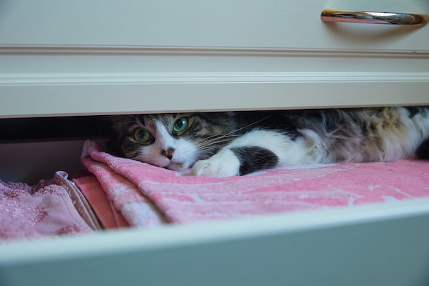 The cat is hiding in a hutch