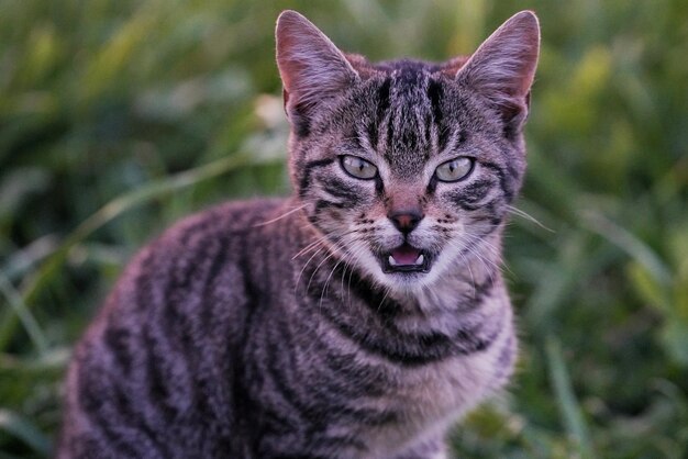 Foto il gatto sta cacciando.