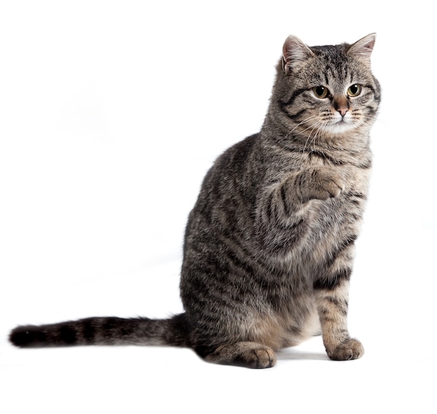 The cat is isolated on a white background