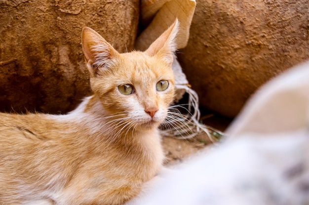 猫が枕を後ろに置いて地面に横たわっています。