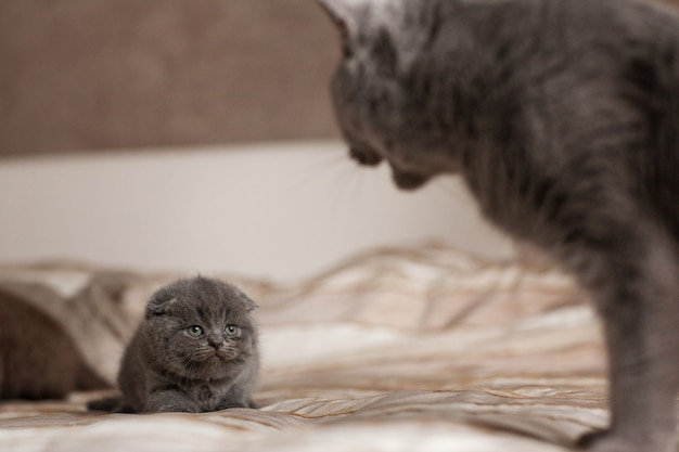 猫は彼の子猫を見ています。