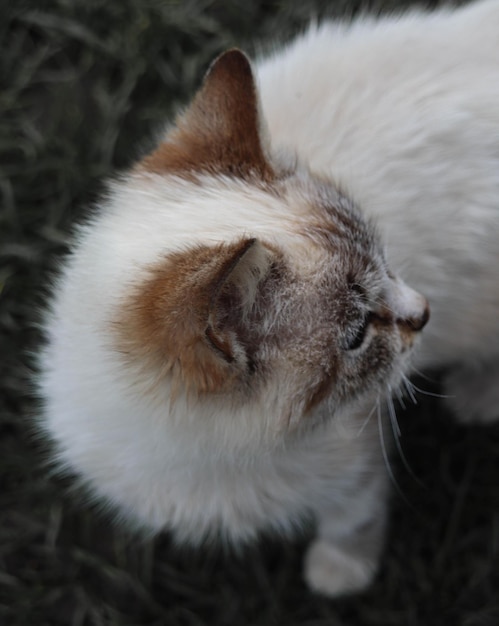 猫はカメラを見上げ、頭は下を向いています。