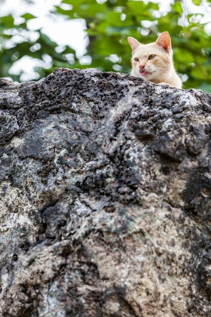 猫が探しています