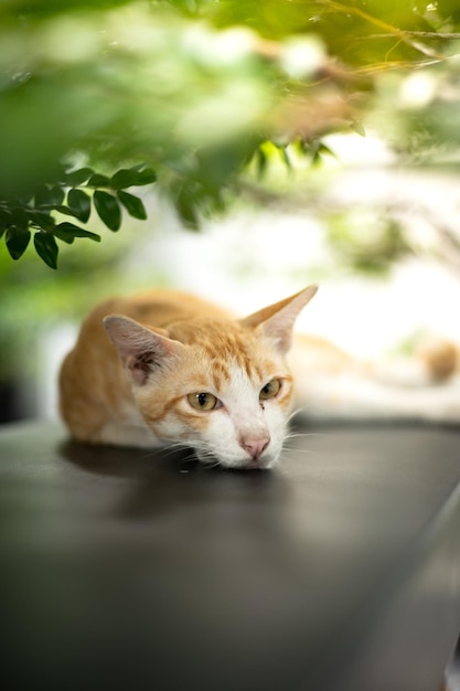 A cat is lying on a black leather bench in the garden.