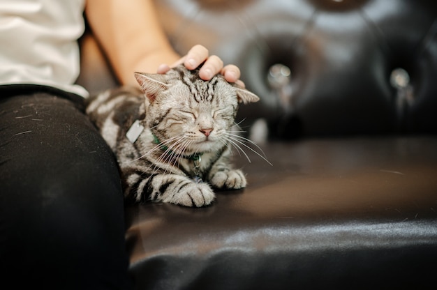 The cat is lying on the sofa with the owner petting and playing.