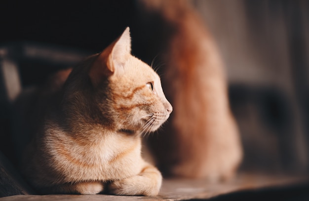 The cat is lying on the stairs