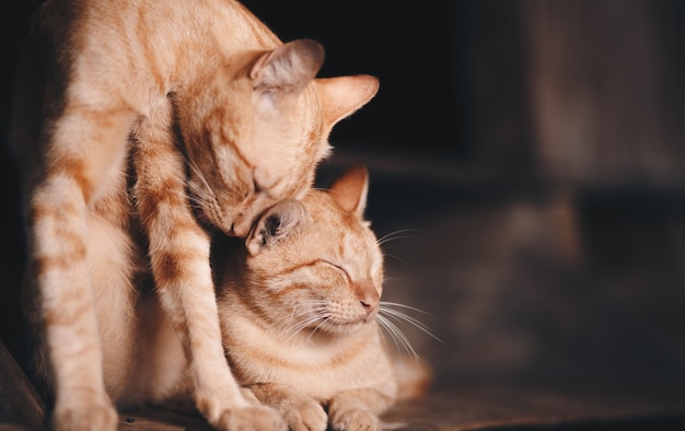 Foto il gatto è sdraiato sulle scale