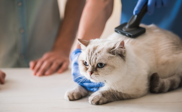 医者がそれを治療している間猫は獣医師に横たわっています。